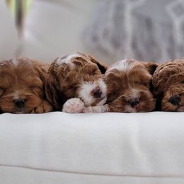 Cavapoo puppies from Carolina Springs Breeding
