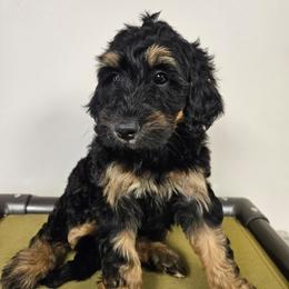 Allegiant FREE DELIVERY TO PARTS OF SOUTH CAROLINA, GEORGIA, AND FLORIDA. - Phantom female Bernedoodle puppy in Flat Rock, North Carolina from Sukisdoodles
