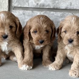 Cavapoos from Beyond Tails