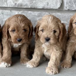 Cavapoos from Beyond Tails