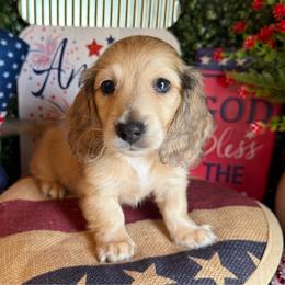 Needoh - Cream male Dachshund puppy in Perryville, Maryland from Heavenly Heritage Dachshunds and Doods