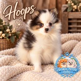 Hoops - Black and tan parti female Pomeranian puppy in Sandia, Texas from Broken Arrow Poms