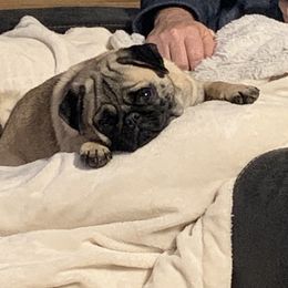 Posie - Pug