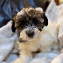 Toree - Black brindle female Havanese puppy in Lancaster, South Carolina from 3 Bs Havanese-PUPPIES with  PURPOSE