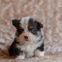 Boy 3 - Black and tan male Pembroke Welsh Corgi puppy in La Grange, Wyoming from Merrygold Corgis