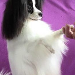Papillons from Tresor Papillons