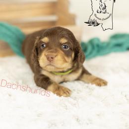 Choc and cream boy 1 - Chocolate and cream male Dachshund puppy in Seminary, Mississippi from Down South Mavericks Dachshunds