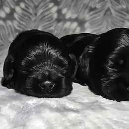 Cocker Spaniel Puppies from Top Notch Cocker Spaniels