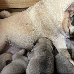 Pug Puppies from Peachy Pugs
