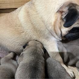 Pug Puppies from Peachy Pugs
