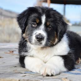 BTM-4 - Black tri male Miniature American Shepherd puppy in Baker City, Oregon from Back Country Aussies