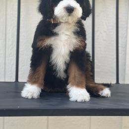Bernedoodle Puppies from Redrockbernedoodles