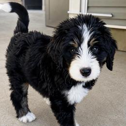 Angelica (Pink collar) - Tri-color female Bernedoodle puppy in Boiling Springs, South Carolina from OlliePups, LLC