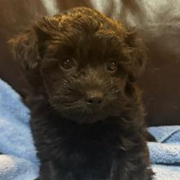Ebony - Black female Havapoo puppy in Lancaster, South Carolina from 3 Bs Havanese-PUPPIES with  PURPOSE