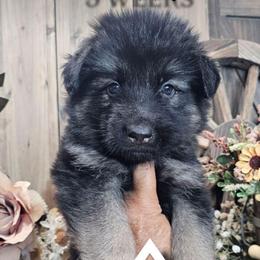 Chief - Black and tan male German Shepherd puppy in Sequim, Washington from German Shepherd Haus
