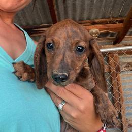 Ellie - Brindle female Dachshund puppy in Pearce, Arizona from Katy West Weenies