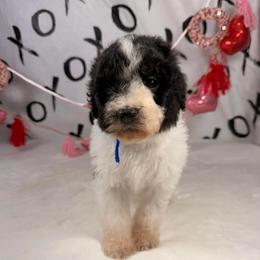 Donner - Parti male Poodle puppy in Luana, Iowa from Country View Bernedoodles and Goldendoodles