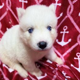 AKC Maui - White male Siberian Husky puppy in Centreville, Maryland from Huskies By the Bay