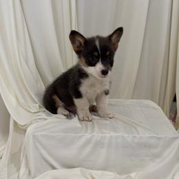 Ollie - Blue male Pembroke Welsh Corgi puppy in Hinton, Oklahoma from Corgi Farms