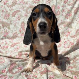 Girl three - Black and tan female Dachshund puppy in Galax, Virginia from Dells  Dachshund’s