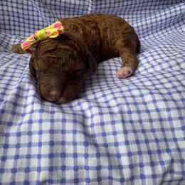 Pua - Phantom female Goldendoodle puppy in Camden, North Carolina from Oopsie Doodles of NC