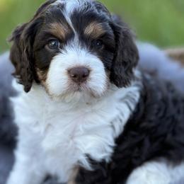 Beagle, Cavalier King Charles Spaniel, and Cavapoo Puppies from Beagles and Beyond, LLC