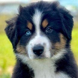 Emerald - Black tri-color Australian Shepherd puppy in Florida from Florida Australian Shepherds