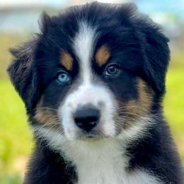 Emerald - Black tri-color Australian Shepherd puppy in Florida from Florida Australian Shepherds