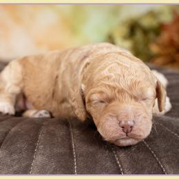 Penny - Red female Cockapoo puppy in Connersville, Indiana from Deaz Doodle Ranch
