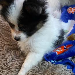 Lil Pup Girl - White black and tan female Papillon puppy in Derry, New Hampshire from A Circle Of Love Papillons