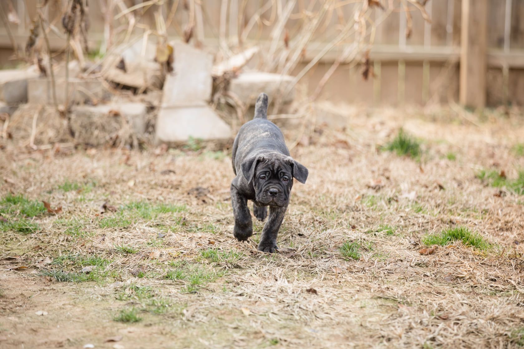 Filhote de Cane Corso correndo em uma colina de terra