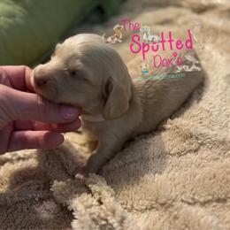 Cream collar - Cream male Dachshund puppy in Mt. Vernon, Texas from The Spotted Doxie
