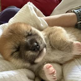 Oami Boy 1 (Chong) - Red male Shiba Inu puppy in Brecksville, Ohio from Shomaisou Shiba Inu