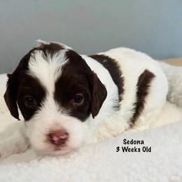 Sedona- Female Reservation 8 - Brown and white female Sheepadoodle puppy in Spokane, Washington from Downriver Doodles