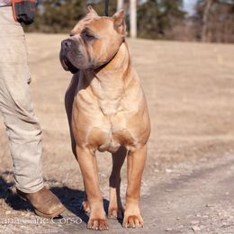 Mufasa - Cane Corso