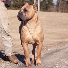 Mufasa - Cane Corso