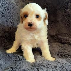 Tate - Blenheim male Cavapoo puppy in Omaha, Nebraska from Danielle Elhabbal