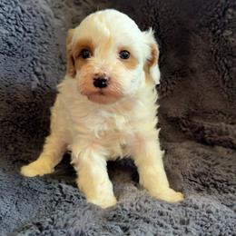 Tate - Blenheim male Cavapoo puppy in Omaha, Nebraska from Danielle Elhabbal