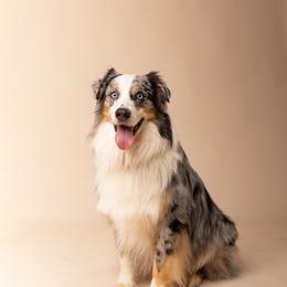 Comet - Australian Shepherd