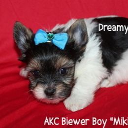 AKC Miki - Black tan and white male Biewer Terrier puppy in Kennesaw, Georgia from Dreamy Pups