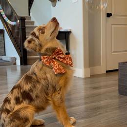 Calida - Australian Shepherd