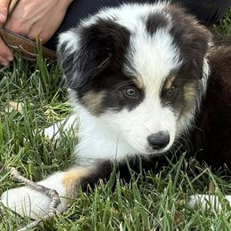 Australian Shepherd Puppies from Boundless Joy Aussies