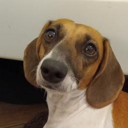 Cookie - Dachshund