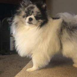 Hoops - Pomeranian