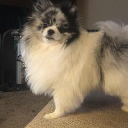 Hoops - Pomeranian