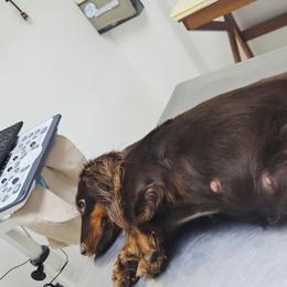 Dachshund puppies from Duran Dachshunds