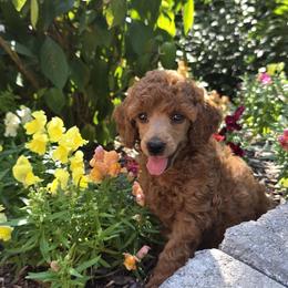 Charlotte - Red  female Poodle puppy in Fort Salonga, New York from Blues Performance Poodles