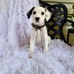 Brown - White and black male Dalmatian puppy in Gray, Georgia from Fuller Spots
