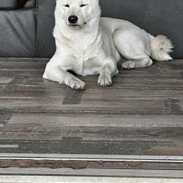 Usagi - Shiba Inu