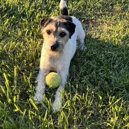 Parson Russell Terrier All Grown Up from Hanford Hills Terriers